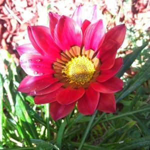 Meet your Posher, Cheyane